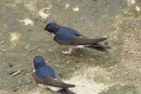 Delichon urbicum