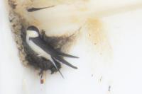 Delichon urbicum