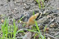 Fringilla montifringilla