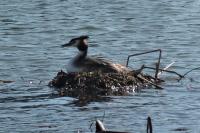 Podiceps cristatus