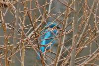 Alcedo atthis