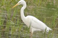 Ardea alba