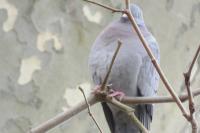 Columba oenas