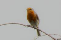 Erithacus rubecula