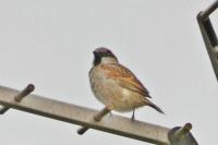 Passer domesticus