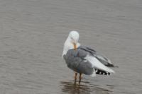Larus michahellis