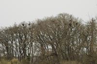 Ardea cinerea