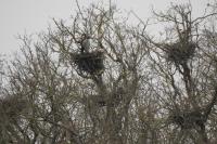 Ardea cinerea