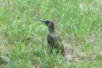 Picus viridis