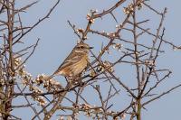 Saxicola rubicola