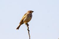 Emberiza calandra