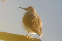 Actitis hypoleucos