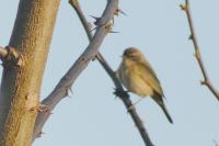 Phylloscopus collybita