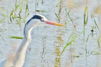 Ardea cinerea