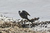 Motacilla alba