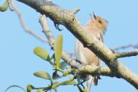 Fringilla coelebs