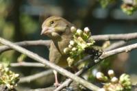 Chloris chloris