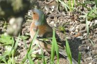 Fringilla coelebs