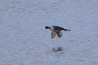 Fulica atra