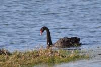 Cygnus atratus