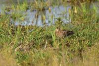 Gallinago gallinago