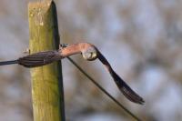 Falco tinnunculus