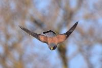Falco tinnunculus