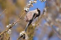 Aegithalos caudatus