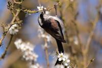 Aegithalos caudatus