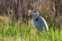 Ardea cinerea