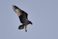 Pandion haliaetus