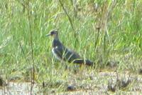Vanellus vanellus