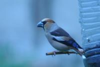 Coccothraustes coccothraustes