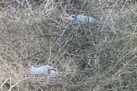 Ardea cinerea