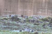 Calidris pugnax