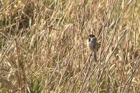 Emberiza schoeniclus