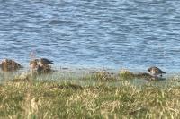 Calidris pugnax
