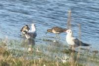 Calidris pugnax