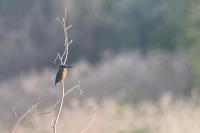 Alcedo atthis