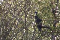 Pandion haliaetus