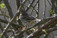 Anthus trivialis