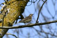 Anthus trivialis