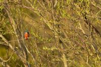 Alcedo atthis