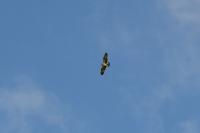 Pandion haliaetus