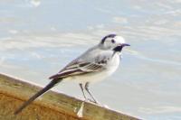 Motacilla alba