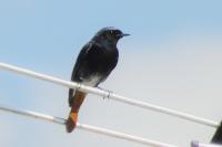 Phoenicurus ochruros