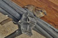 Passer domesticus