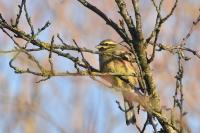Emberiza cirlus