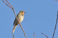 Anthus hodgsoni