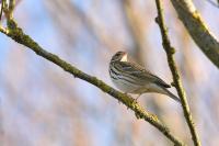 Anthus hodgsoni